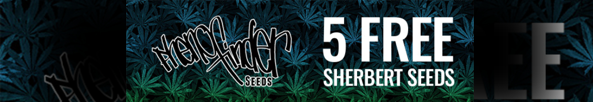 Pheno Finder Seeds Cannabis Seeds UK