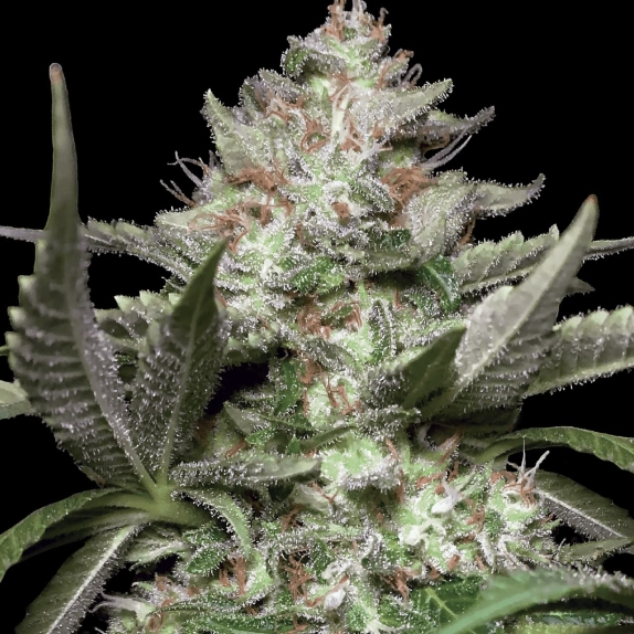 Chong's Choice - Auto Kong 4 Cannabis Seeds