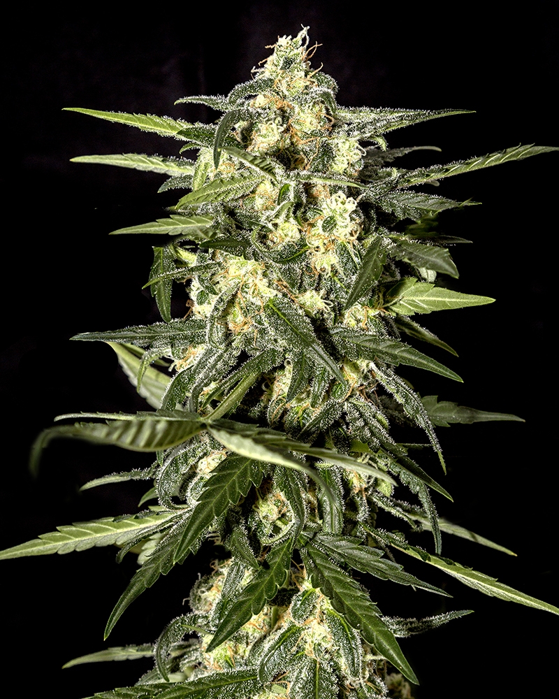 Jack Herer Automatic Cannabis Seeds