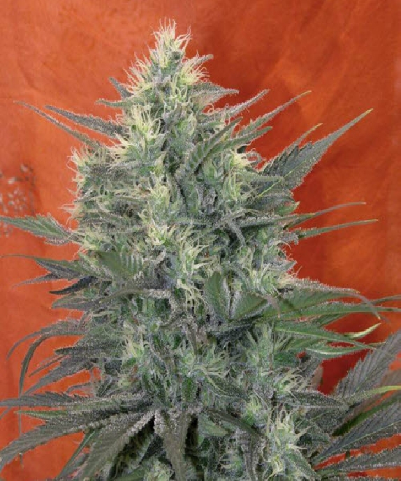 Satori Cannabis Seeds by Mandala Seeds - Buy Satori Cannabis Seeds ...