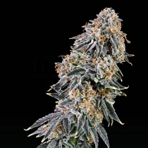 Rainbow Fuel Feminized (Grounded Genetics) Cannabis Seeds