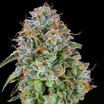 Zunami Feminized (Grounded Genetics) Cannabis Seeds