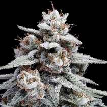 Skywalker Kush Autoflowering (DNA Genetics Seeds) Cannabis Seeds
