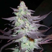 Purple Wreck (DNA Genetics Seeds) Cannabis Seeds