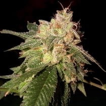 OG Kush (DNA Genetics Seeds) Cannabis Seeds