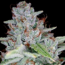 Skywalker Kush (DNA Genetics Seeds) Cannabis Seeds