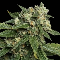 OG #18 (DNA Genetics Seeds) Cannabis Seeds