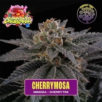 Cherry Mosa Feminized ( Perfect Tree ) Cannabis Seeds