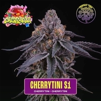Cherry Tini S1 Feminized (Perfect tree seeds) Cannabis Seeds