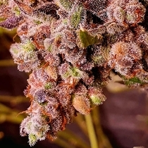 Red Hot Junky (Holy Smoke Seeds) Cannabis Seeds