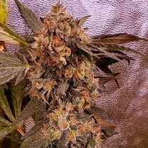 DnB (Holy Smoke Seeds) Cannabis Seeds