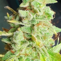 Yoda Junky (Holy Smoke Seeds) Cannabis Seeds