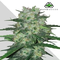 AK47 Auto (Auto Seeds) Cannabis Seeds