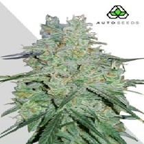 Amnesia Haze Auto (Auto Seeds) Cannabis Seeds