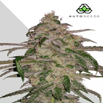 Auto Moonrocks (Auto Seeds) Cannabis Seeds