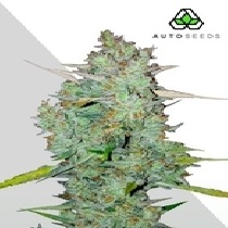Northern Lights Auto (Auto Seeds) Cannabis Seeds
