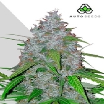 White Widow Auto (Auto Seeds) Cannabis Seeds