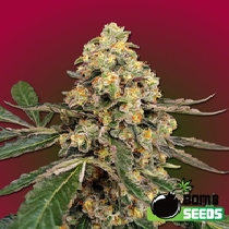 THC Fritters  (Bomb Seeds) Cannabis Seeds