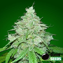 THC Fritters Auto (Bomb Seeds) Cannabis Seeds