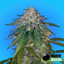Zkittlez Gum Bomb (Bomb Seeds) Cannabis Seeds
