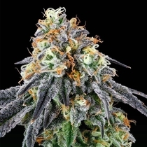 Nose Candi ( Grounded Genetics ) Cannabis Seeds