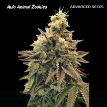Auto Animal Zookies ( Advanced seeds ) Cannabis Seeds