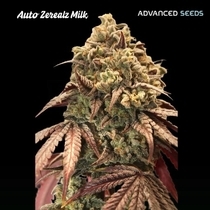 Auto Zerealz Milk (Advanced Seeds) Cannabis Seeds