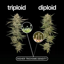 Orange Runtz Triploid (Discreet Seeds) Cannabis Seeds