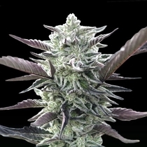 Oreoz (00 Seeds) Cannabis Seeds