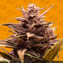 Blackwater (Original Sensible Seeds) Cannabis Seeds