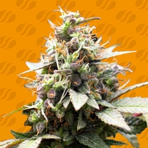 White Raspberry Truffle (Original Sensible Seeds) Cannabis Seeds