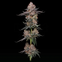 Toronjaz Feminized (Black Tuna Seeds) Cannabis Seeds