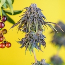 CEREZAZ Feminized (Black Tuna Seeds) Cannabis Seeds