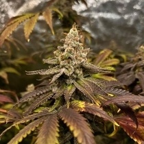 GRAPPLEZ Feminized (Black Tuna Seeds) Cannabis Seeds