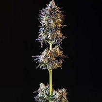 MERENGÓN Feminized (Black Tuna Seeds) Cannabis Seeds