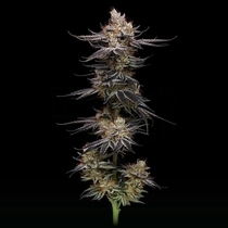 Uvaz Feminized (Black Tuna Seeds) Cannabis Seeds