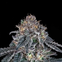 Grape Venom Feminized (Black Tuna Seeds) Cannabis Seeds