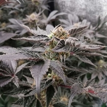 BloodSport Feminized (Black Tuna Seeds) Cannabis Seeds