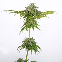 CHAMPAÑA Feminized (Black Tuna Seeds) Cannabis Seeds