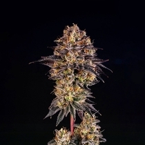 Happy Lora Feminized (Black Tuna Seeds) Cannabis Seeds